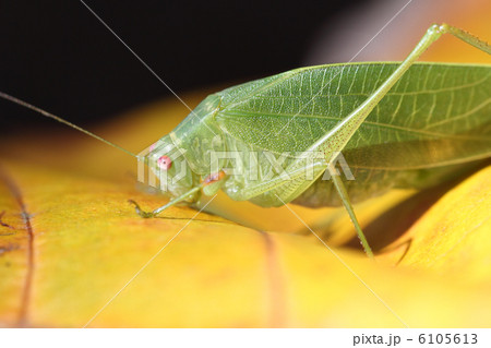ツユムシ 6105613