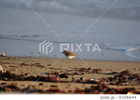 シロチドリ シロチドリ 6106644