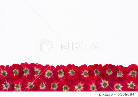 バラの押し花 6106694