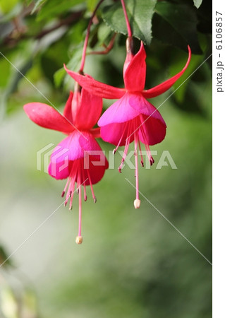 フクシア フクシア 6106857