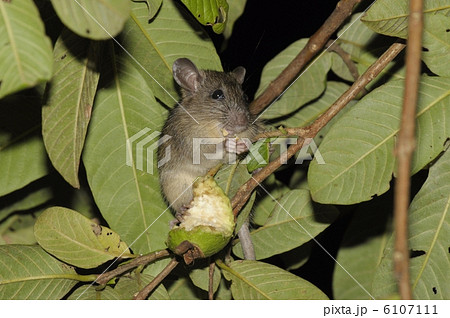 クマネズミ6308 6107111