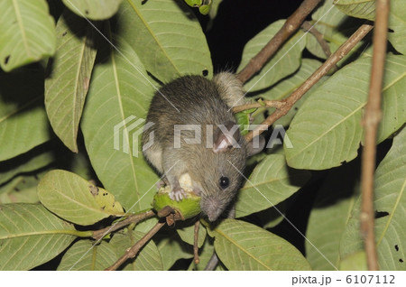 クマネズミ6309 6107112