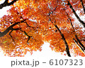 紅葉 6107323