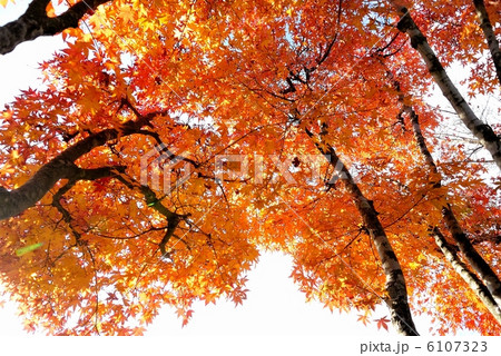 紅葉 6107323