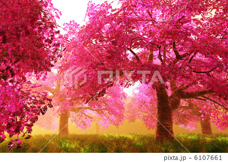 Mysterious Cherry Blossoms Japanese Garden 6107661