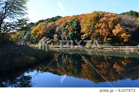 晩秋の池 6107973