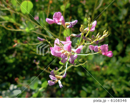 木漏れ日の萩 6108346