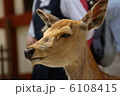 しか 6108415