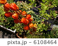 ほおずき 6108464