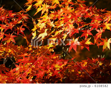 昇仙峡の紅葉 昇仙峡の紅葉 6108582