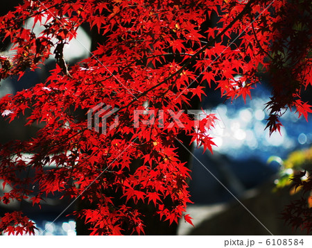 紅葉と渓谷 6108584