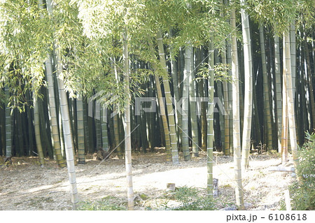 竹薮 竹薮 6108618