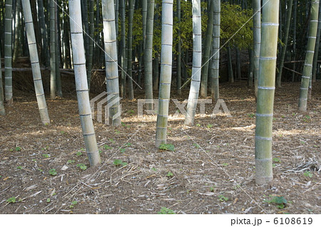 竹林 6108619
