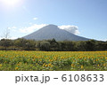 羊蹄山とひまわり 6108633