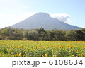 羊蹄山とひまわり２ 6108634