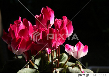 シクラメン 6108833