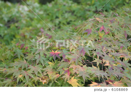 モミジ モミジ 6108869