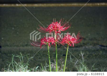 マンジュシャゲ 6108915