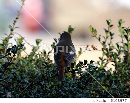 野鳥 6108977