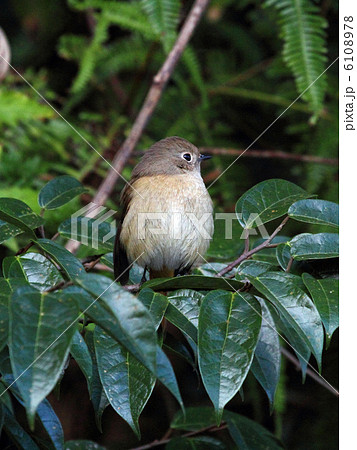 野鳥 6108978