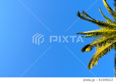 青空・ワシントンヤシの木見上げ 青空・ワシントンヤシの木見上げ 6109022