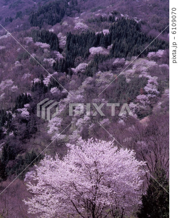 桜仙峡の春 桜仙峡の春 6109070
