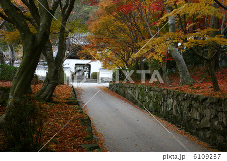 京都　宇治　琴坂の紅葉 6109237