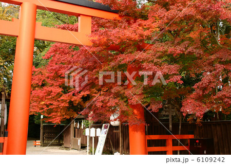 京都　下鴨神社　鳥居ともみじの紅葉 6109242