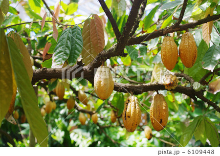 カカオの実 6109448