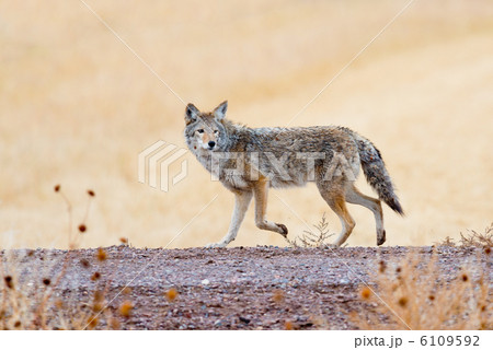 コヨーテ 6109592