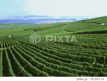 シャンパーニュ地方のブドウ畑 6109714