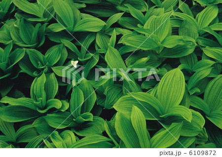 オオバナノエンレイソウ オオバナノエンレイソウ 6109872