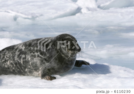 Grey seal Grey seal 6110230