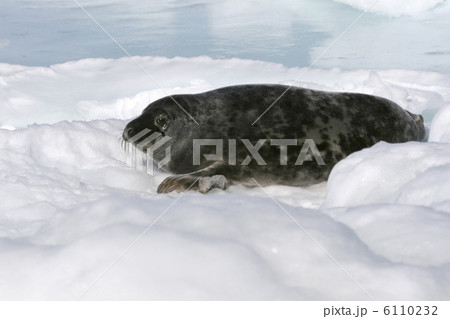 Grey seal 6110232