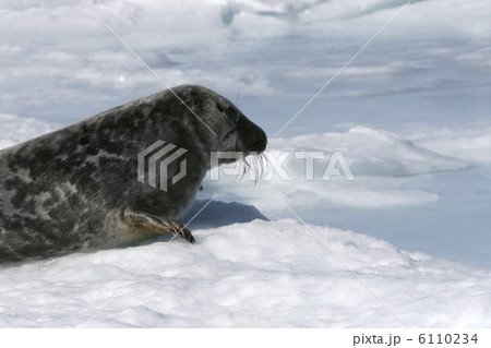 Grey seal 6110234