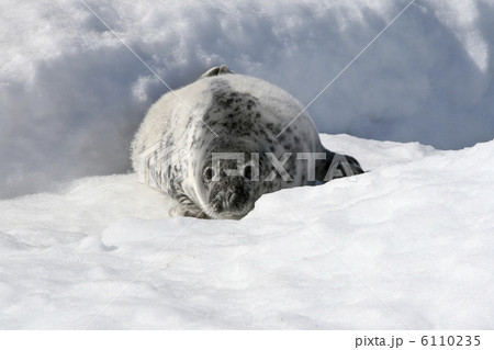 Grey seal Grey seal 6110235