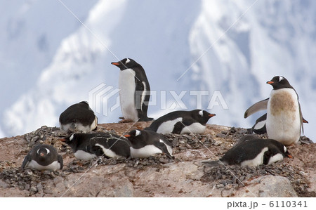 Gentoo penguins 6110341