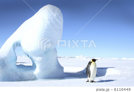 Emperor penguin (Aptenodytes forsteri) 6110449