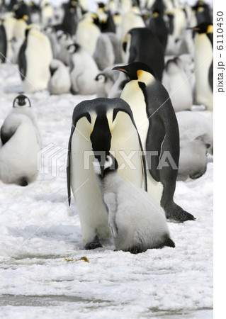 Emperor penguins (Aptenodytes forsteri) 6110450
