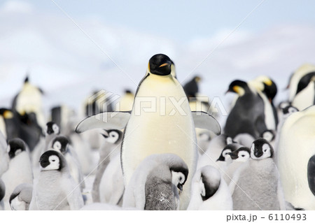 Emperor penguins (Aptenodytes forsteri) Emperor penguins (Aptenodytes forsteri) 6110493
