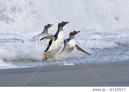 Gentoo penguins (Pygoscelis papua) 6110557