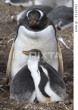 Gentoo penguins (Pygoscelis papua) 6110562