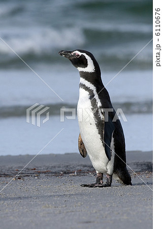 Magellanic penguin (Spheniscus magellanicus) 6110676