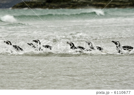 Magellanic penguins (Spheniscus magellanicus) 6110677