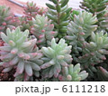 多肉植物 6111218