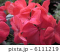 ゼラニウム 6111219