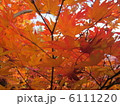 もみじ 6111220