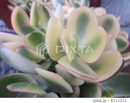 金の成る木 金の成る木 6111221