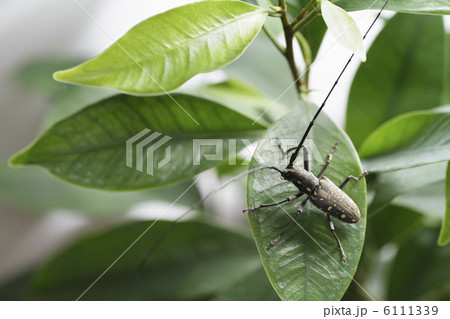 キボシカミキリ１ 6111339