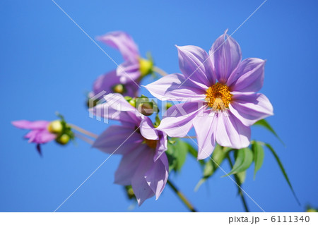 皇帝ダリア 6111340